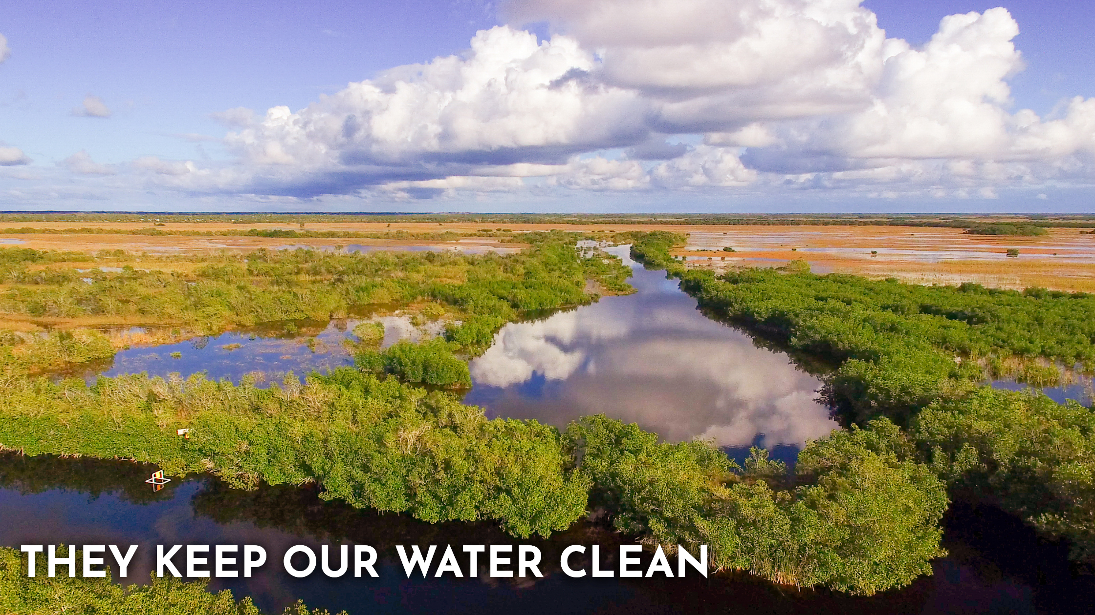 World Wetlands Day: Protecting What Protects Us — Conservation Florida